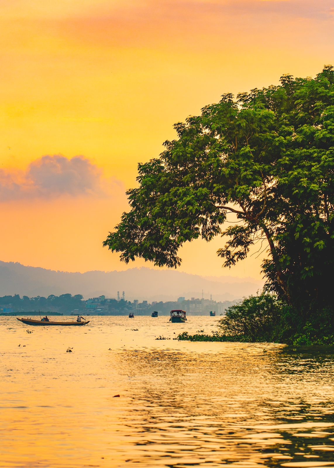 A large tree in silhouette at golden hour over the water, Rangamati