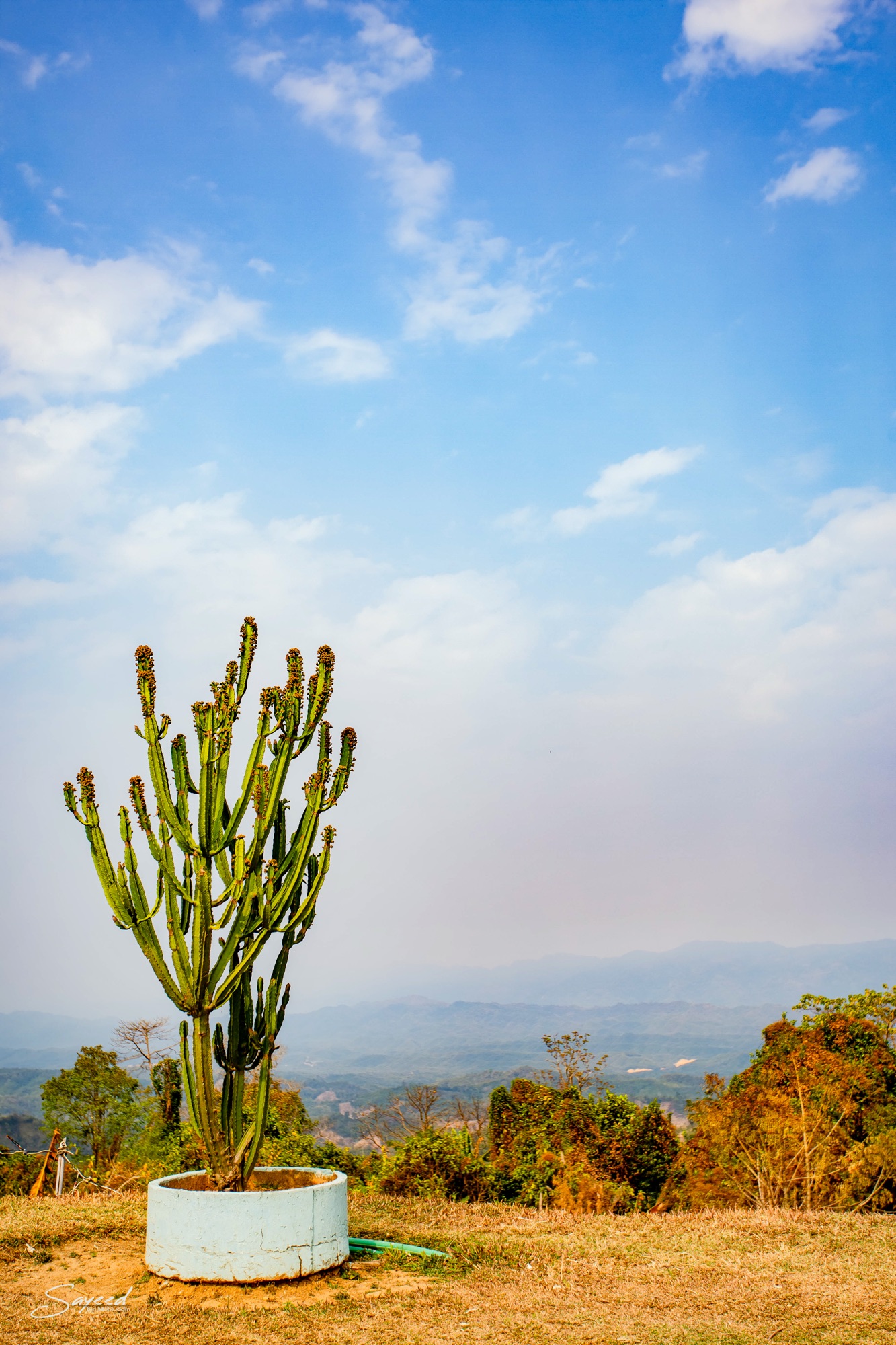 An isolated cactus against the hills of Sajek Valley