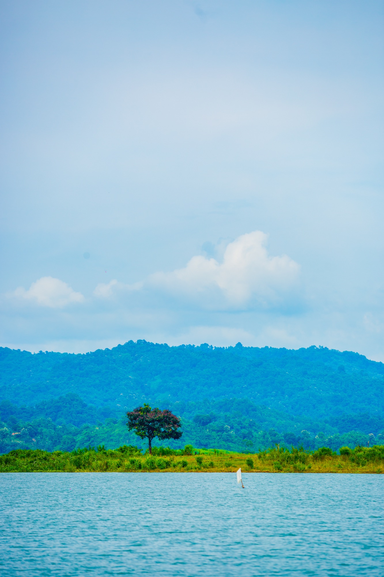 An isolated tree on a small island in the lake, Rangamati