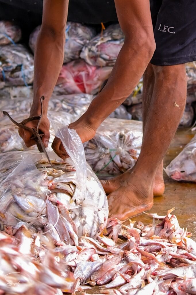 A worker sorting fishes in the Shutki Pall