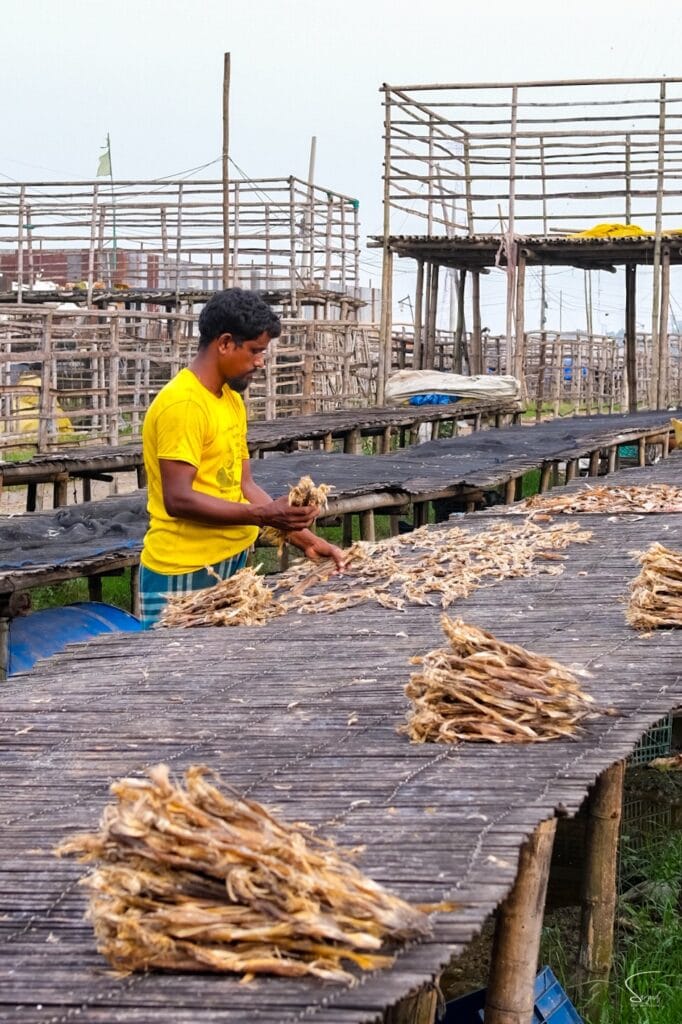 Worker sorting dried fish strips on a bamboo drying platform. Caption: Sorting dried fish by hand on the platforms.