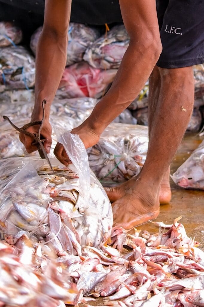 Raw fish arrives in plastic bags and spills onto the wet floor.