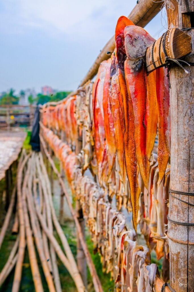 Orange fish hanging from a bamboo rack to dry at Bakalia Shutki Palli. Caption: Fish hang from bamboo poles to dry.