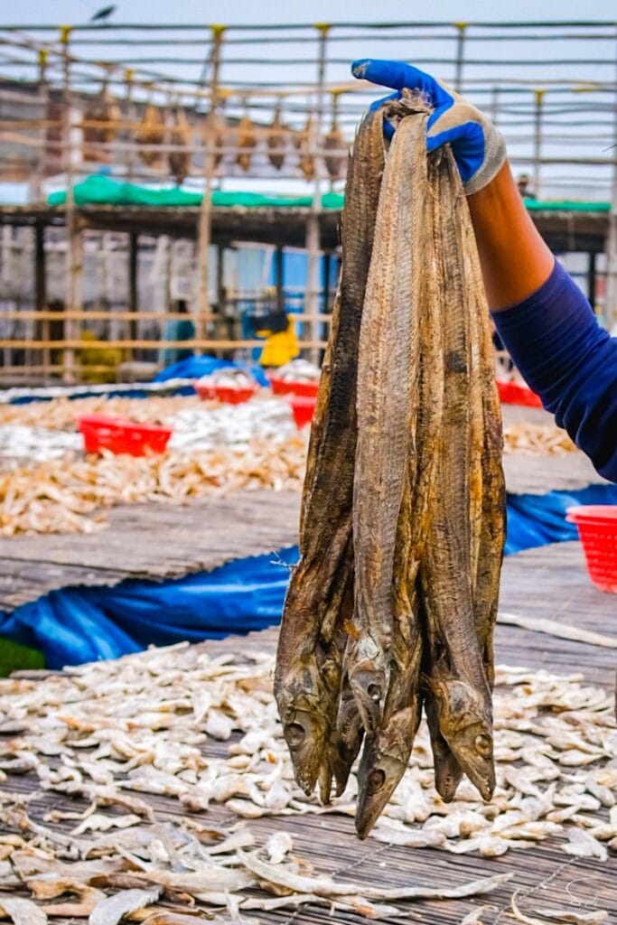 Gloved hand holding dried ribbon fish above the drying platforms. Caption: A bunch of dried fish, held up before packing.